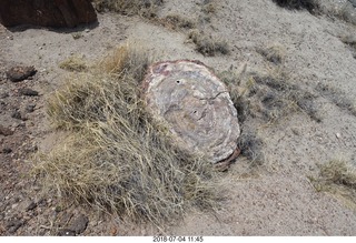 257 a03. Petrified Forest National Park - Crystal Forest hike + petrified log