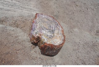 Petrified Forest National Park - Crystal Forest hike + petrified logs