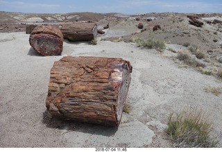 262 a03. Petrified Forest National Park - Crystal Forest hike + petrified logs