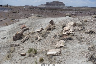 Petrified Forest National Park - Crystal Forest hike + petrified logs