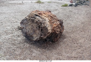 Petrified Forest National Park - Crystal Forest hike + petrified log