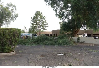 fallen tree at work