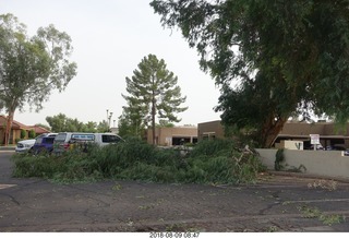 fallen tree at work