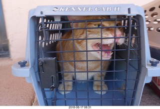 611 a04. my cat Max going to the vet