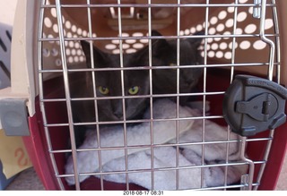 my cats Devin and Jane going to the vet