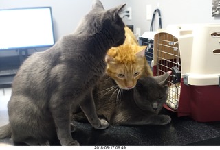 628 a04. my cats Devin and Jane and Max at the vet