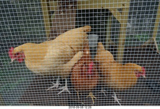 my sister's chickens