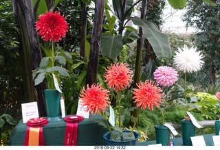 248 a05. Schubels - Longwood Gardens - flowers