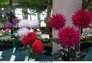 250 a05. Schubels - Longwood Gardens - flowers