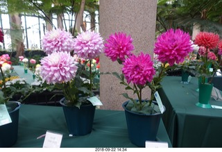 252 a05. Schubels - Longwood Gardens - flowers