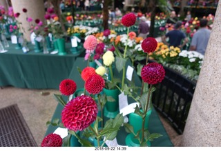 Schubels - Longwood Gardens - flowers