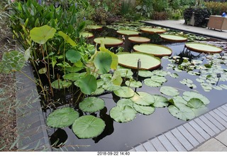 257 a05. Schubels - Longwood Gardens - giant lilies