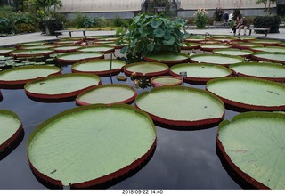 Schubels - Longwood Gardens - giant lilies