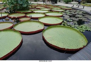 Schubels - Longwood Gardens - giant lilies