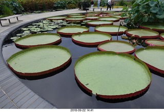 261 a05. Schubels - Longwood Gardens - giant lilies