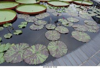 262 a05. Schubels - Longwood Gardens - giant lilies