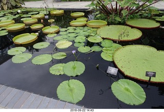 264 a05. Schubels - Longwood Gardens - giant lilies