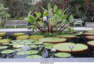 265 a05. Schubels - Longwood Gardens - giant lilies