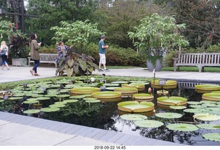 Schubels - Longwood Gardens - giant lilies