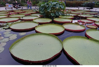 Schubels - Longwood Gardens - giant lilies