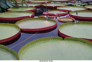 269 a05. Schubels - Longwood Gardens - giant lilies