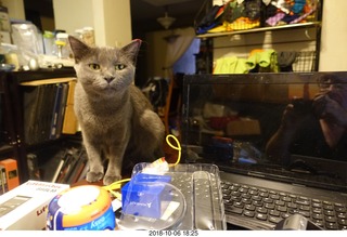 my cat Jane