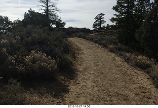 Bryce Canyon - trail