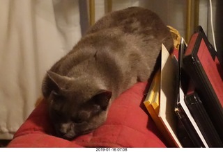 my cat Devin
