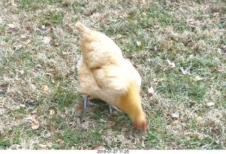 my sister's chicken