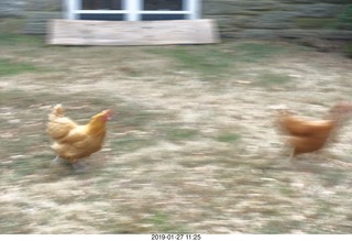 my sister's chickens