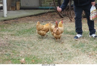 my sister's chickens