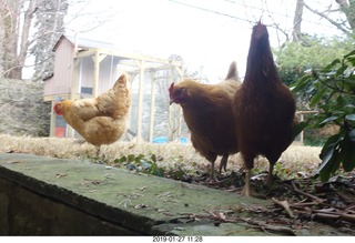 my sister's chicken