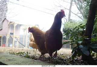 my sister's chickens