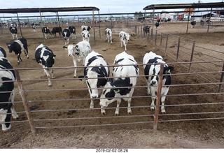 Chandler Airport run - cows