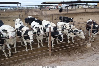 Chandler Airport run - cow