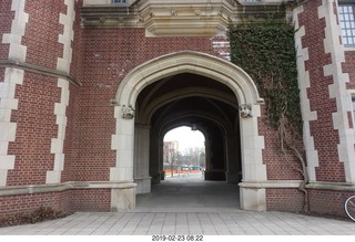 Princeton University - skeleton tiger
