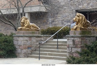Princeton Alumni Day - lions
