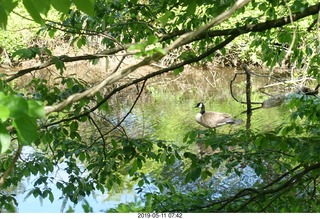 Princeton towpath near Lake Carnegie + duck