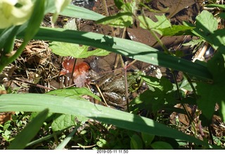 Princeton - Institute for Advanced Study (IAS) pond + toad