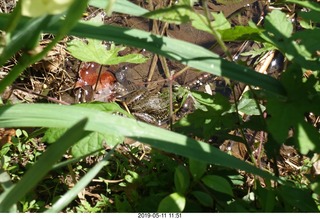 Princeton - Institute for Advanced Study (IAS) pond + toad