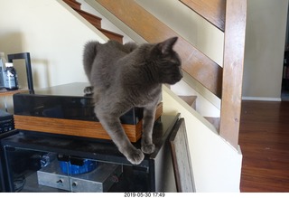 my linn-loci with my cat Devin on top