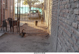 Argentina - San Juan run - dogs