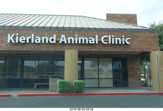 cats at the vet - new Kierland Animal Clinic