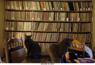 my record collection now in alphabetic order + cats