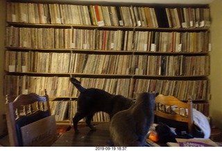 my record collection now in alphabetic order + cats