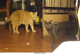 660 a0j. my cats Max and Devin