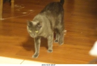 my cat Devin