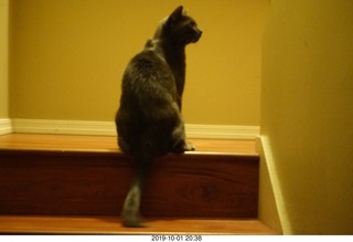 my cat Jane