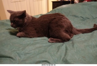 my cat Devin