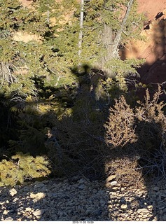 Bryce Canyon - crow